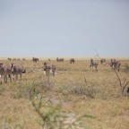 Namibi 3961.jpg
