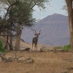 Namibi 4033.jpg