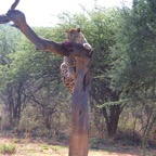 Namibi 4063.jpg